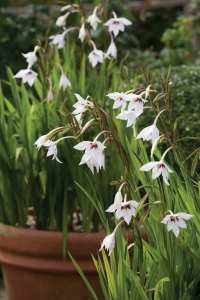 Gladiolus murielae (c) Sarah Raven