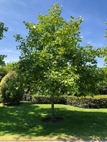Liriodendron tulipifera, tree, Regent's Park 14 May 2019